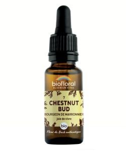 Chestnut Bud (7) BIO, 20 ml